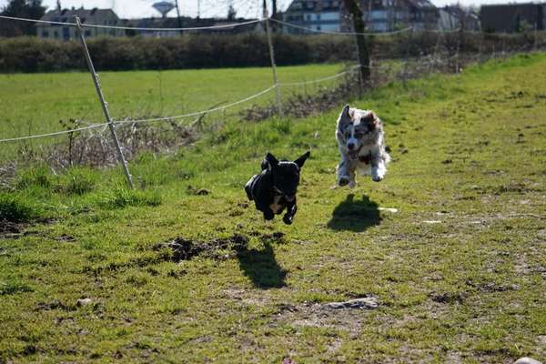 Fotochallenge 66 ~ Rennaction -Zeig deinen Hund im Lauf-Beitrag-Bild