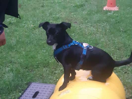 Auslandstierschutz-Beitrag-Bild