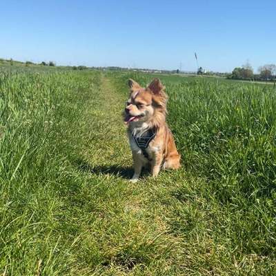 Hundetreffen-Auf der suche nach neuen Hundefreunden🌸-Bild