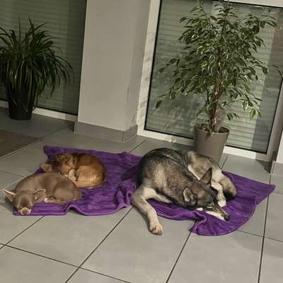 Hundetreffen-Spazieren eventuell auch spielen & trainieren-Bild