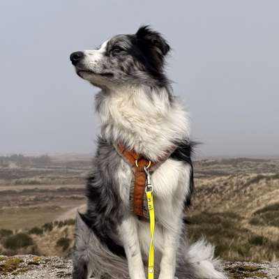 Hundetreffen-Spazier und Trainingskumpel:in😉-Bild