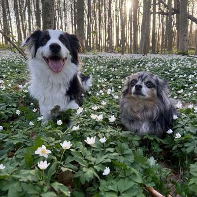 Hundetreffen-Gemeinsame Gassirunden regelmäßig-Profilbild