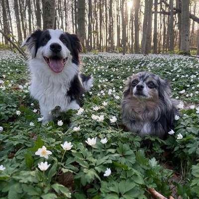 Hundetreffen-Gemeinsame Gassirunden regelmäßig-Bild
