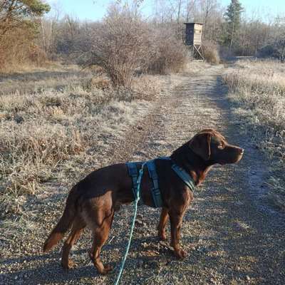 Hundetreffen-Gemütliche Gassirunden-Bild