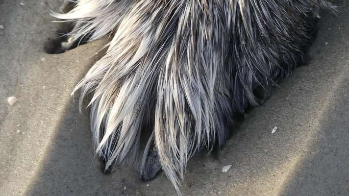 Hund aus dem Spanischen Tierschutz-Beitrag-Bild