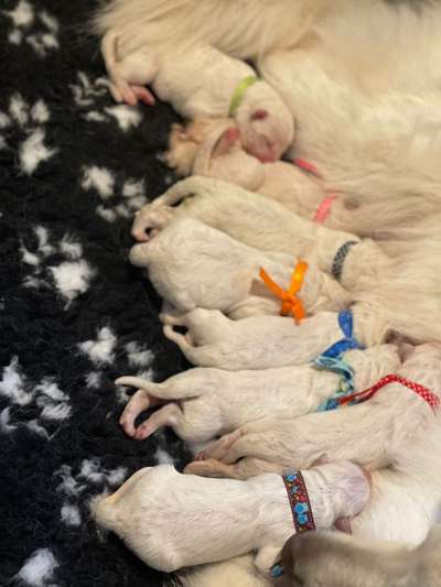 Weißer Schweizer Schäferhund-Beitrag-Bild