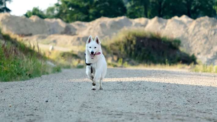 Weißer Schweizer Schäferhund-Beitrag-Bild