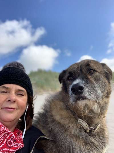 Hund aus dem Spanischen Tierschutz-Beitrag-Bild