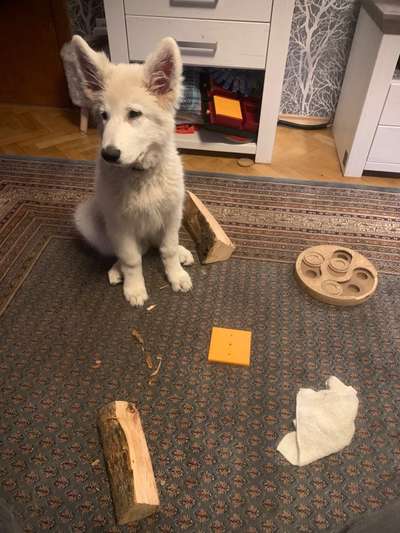 Weißer Schweizer Schäferhund-Beitrag-Bild