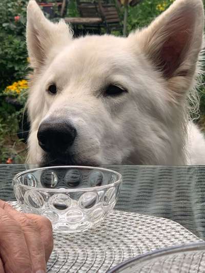 Weißer Schweizer Schäferhund-Beitrag-Bild