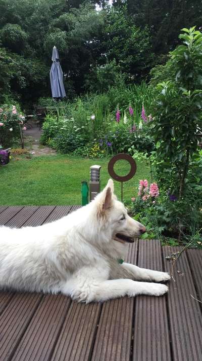 Weißer Schweizer Schäferhund-Beitrag-Bild