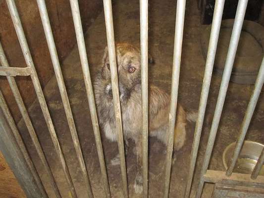 Hund aus dem Spanischen Tierschutz-Beitrag-Bild