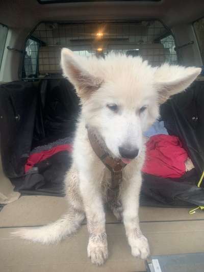 FOTOCHALLENGE 70 - Dein Hund im Auto-Beitrag-Bild