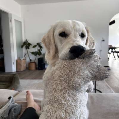 Hundetreffen-Spielkamerad/Gassipartner gesucht-Bild