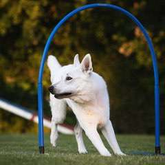 Giftköder-Seminar: Hoopers Agility-Bild