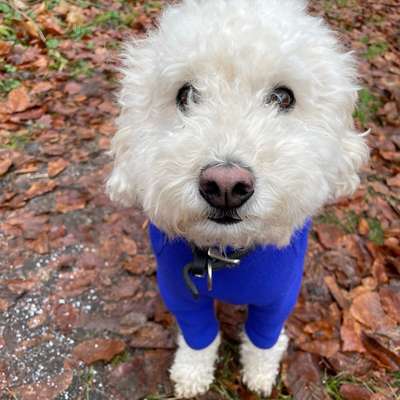 Hundetreffen-Gassi, toben, Quatsch machen-Bild