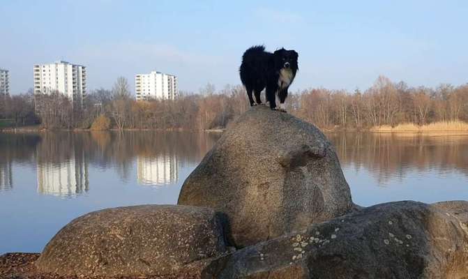 Fotochallenge NR. 123     -Karneval der Tiere--Beitrag-Bild