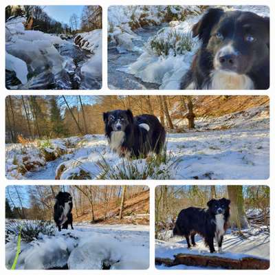 24. Collage-Challenge  *Hund im Schnee*-Beitrag-Bild