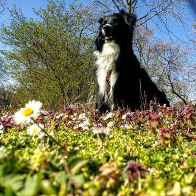 Dogorama Photo Challenge - die ersten Frühjahrsblumen-Beitrag-Bild