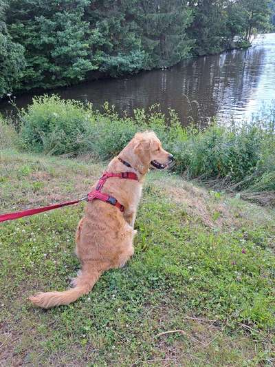 Hundetreffen-Goldi Treffen-Bild