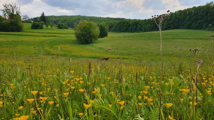 Hundeauslaufgebiet-Waldwiese Gaustadt-Bild