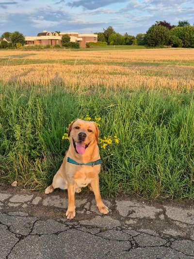 Hundetreffen-Gassi und spieltreffen-Bild