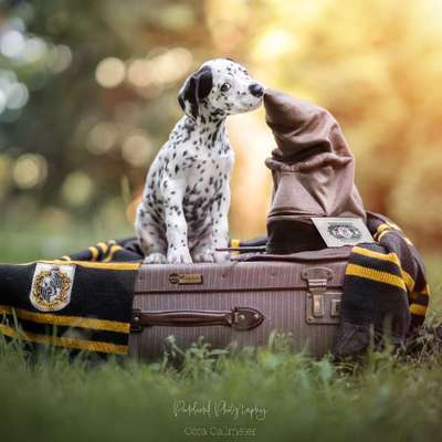 %{de_profession_title}-Shooting-Paket Small-Bild