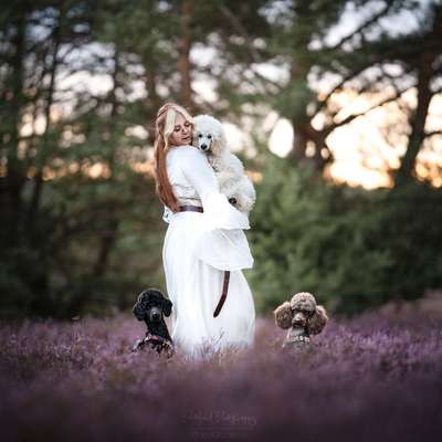 Tierfotografie Pudelwohl Photography / Cora Callmeier in Roßwein  – Dogorama