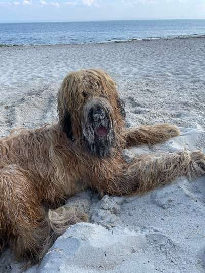 Briard  Freunde gesucht-Beitrag-Bild