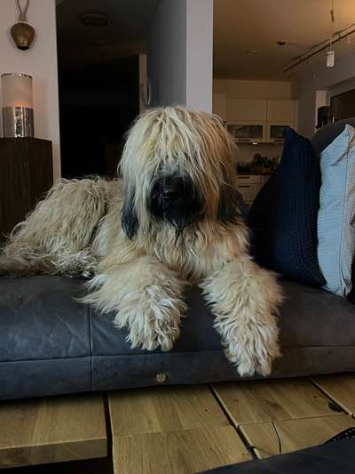 Briard  Freunde gesucht-Beitrag-Bild