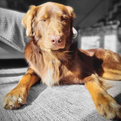 Hundetreffen-Spiel-, Tainings- oder Gassirunde...-Profilbild