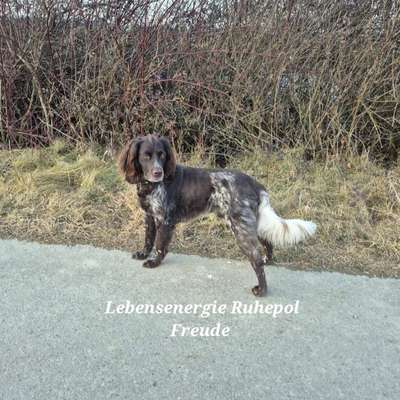 Hundetreffen-Gassifreunde-Bild