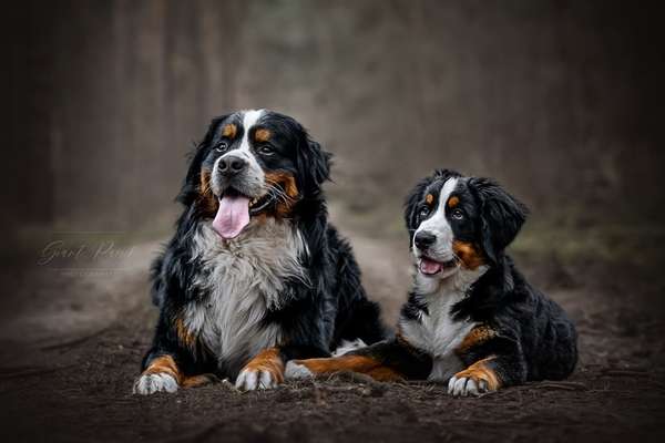Berner Sennen-Beitrag-Bild