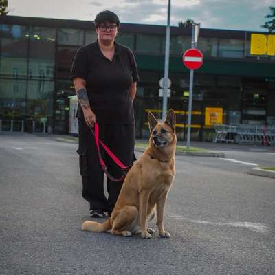 Hundetreffen-Social Walk