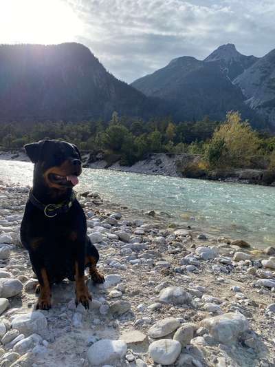 Hundetreffen-Gemütliche Runde mit ein bisschen spielen-Bild