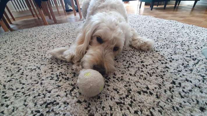 Goldendoodle-Beitrag-Bild