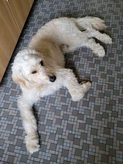 Goldendoodle-Beitrag-Bild