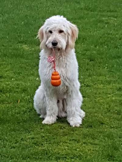 Goldendoodle-Beitrag-Bild