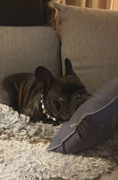 Französische Bulldoggen-Beitrag-Bild