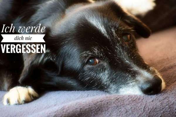 Unsere Fellnasen im Regenbogenland-Beitrag-Bild