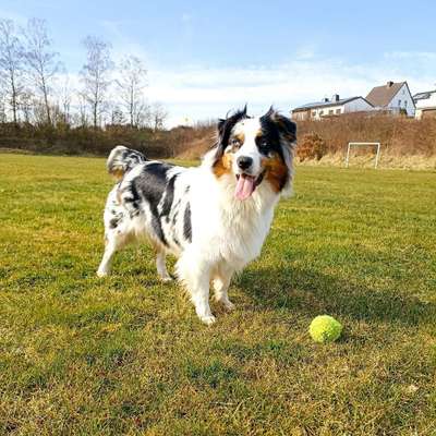 Hundetreffen-Suche Spiel-Freunde-Bild