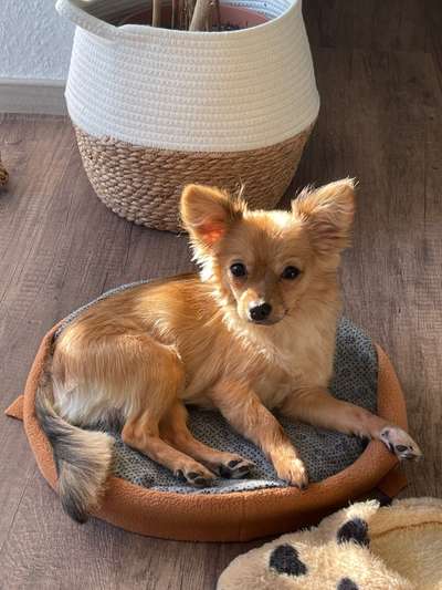 Hundetreffen-Spielpartner gesucht-Bild