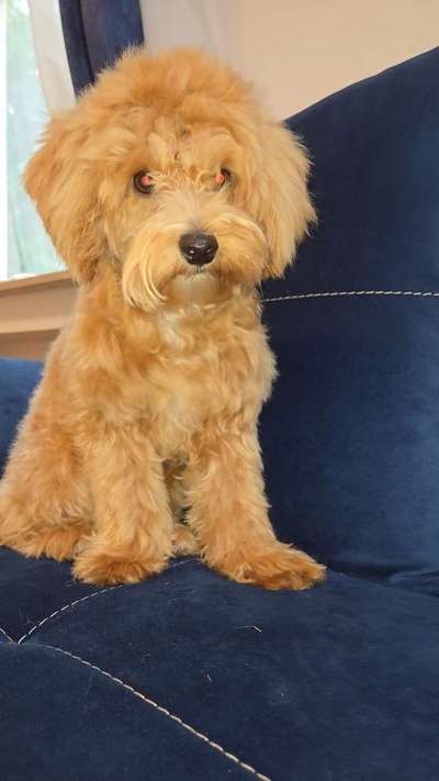 Hundetreffen-Welden Maltipoo-Bild