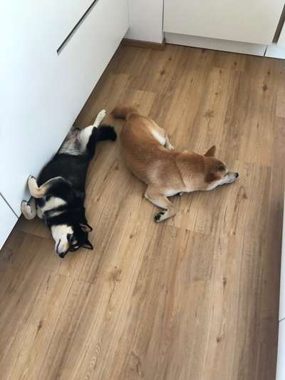 Shiba Inu und andere japanische Rassen!-Beitrag-Bild