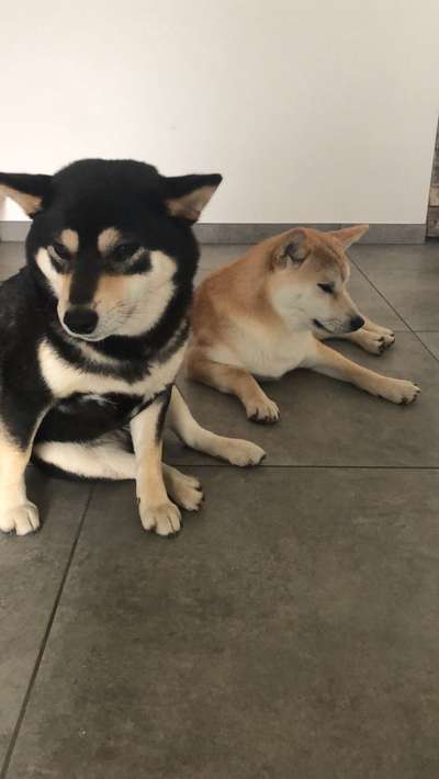 Nordische Hunde-Beitrag-Bild