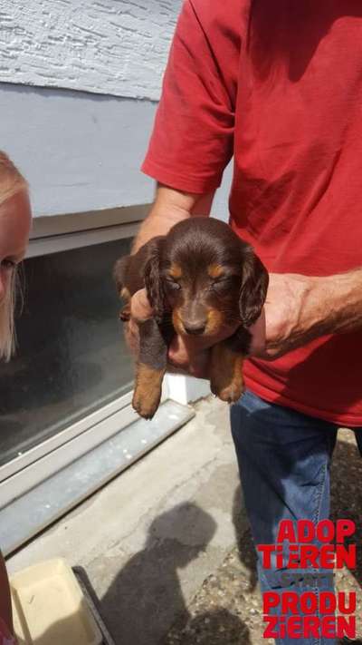 Dogorama Photo Challenge - "Adoptieren statt Produzieren" mit Gewinnspiel-Beitrag-Bild