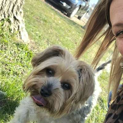 Hundetreffen-Gemeinsame Spaziergänge