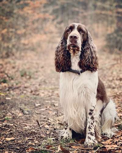 Dogorama Photo Challenge - Der Frühling kommt-Beitrag-Bild