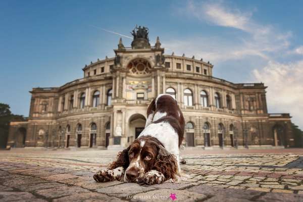 Die Dogorama Kalender Challenge Titelbild-Beitrag-Bild