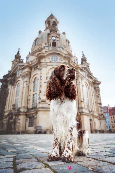 Postet das beste Foto von euren 4 beinern-Beitrag-Bild